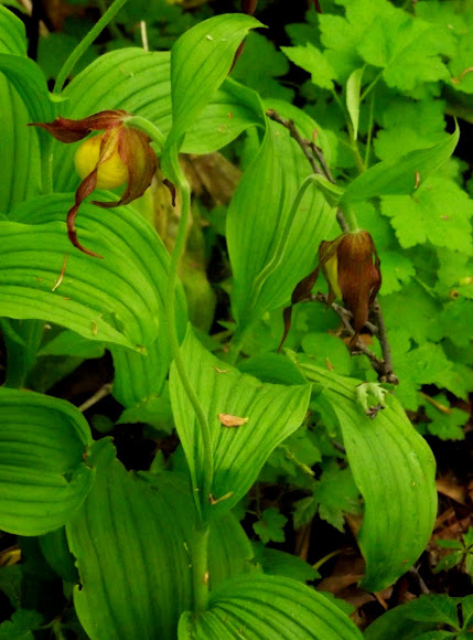 Spotting Image 1