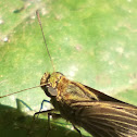 Hesperiidae