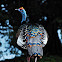 Ocellated Turkey