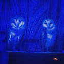 Barn Owl