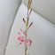 Gaura