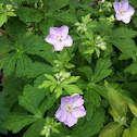 Wild Geranium