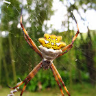 Banded Garden Spider