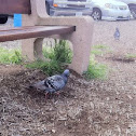 Pigeon