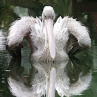 Great White Pelican