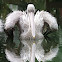 Great White Pelican