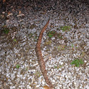 Northern Copperhead
