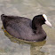 Coot