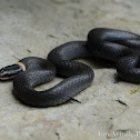 Ring necked Snake
