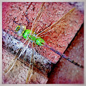 Common Green Darner