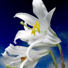 by Paul Scullion - Nature Up Close Flowers