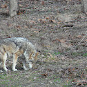 Mexican wolf
