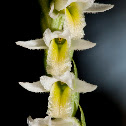 long-lipped ladies'-tresses