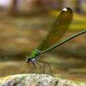 Banded Demoiselle (Female)
