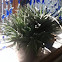 Zebra Haworthia