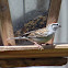 Chipping Sparrow