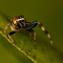 jump spider