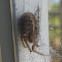 Zygiella Orbweaver Spider