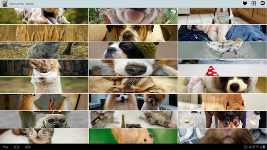 How to install Funny Animal Pictures lastet apk for pc