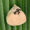 Honey Wasp Nest