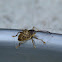 Nut Weevil