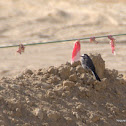 White Wagtail