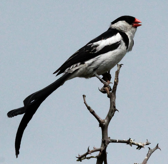 Spotting Image 1