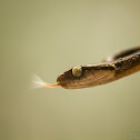 Beddome's cat snake