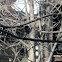 Blacked-capped chickadee