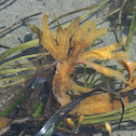 Rockweed