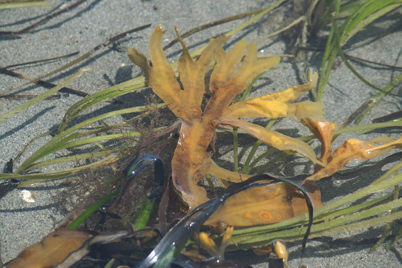 Spotting Image 1