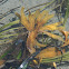 Rockweed