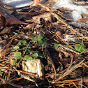 Partridgeberry