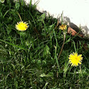 Dandelions