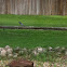 Bluejay