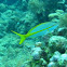 yellowtail snapper