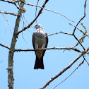 Mississippi Kite