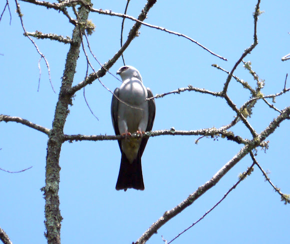 Spotting Image 1