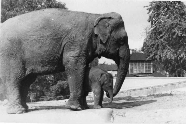 Photos Of Moscow Zoo in the 1920