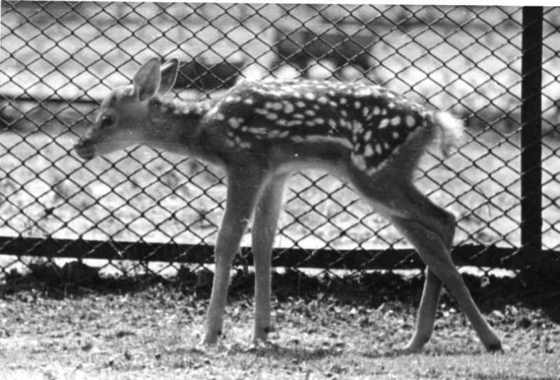 Photos Of Moscow Zoo in the 1920