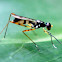Stilt-legged fly