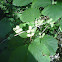 American Hazel