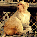 Rhesus Macaque