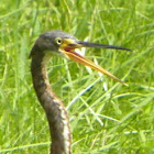 Tricolored Heron