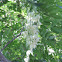 Twistleaf Yucca