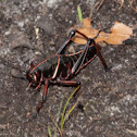 Southeastern lubber grasshopper