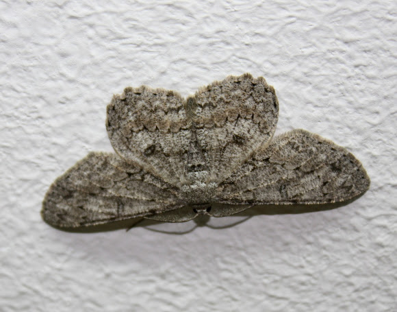 Spotting Image 1