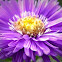 Autumn Aster