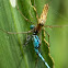Spider eating Common blue Damselfly
