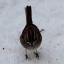 White-throated Sparrow